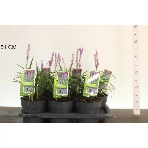 Gyöngyikés gyepliliom    LIRIOPE MUSCARI MONEYMAKER 20/25 K2,5