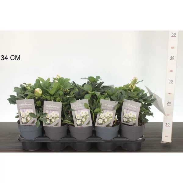 Fekete hunyor  HELLEBORUS NIGRA CHRISTMAS CAROL 20/25 CS12