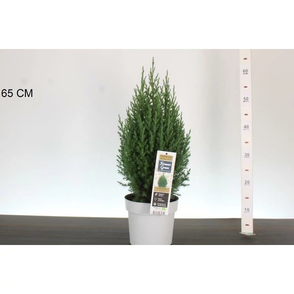Kínai boróka    JUNIPERUS CHINENSIS STRICTA 60/70 CS19