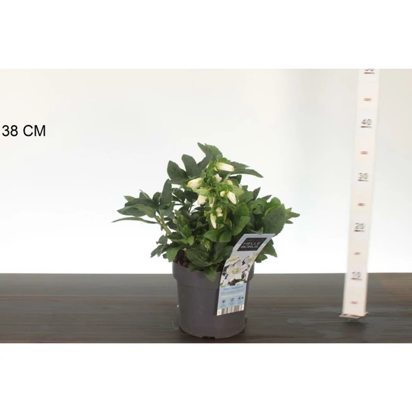 Fekete hunyor  HELLEBORUS NIGRA CHRISTMAS CAROL 35/40 CS17