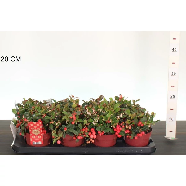 Fajdbogyó    GAULTHERIA PROCUMBENS BIG BERRY CS12