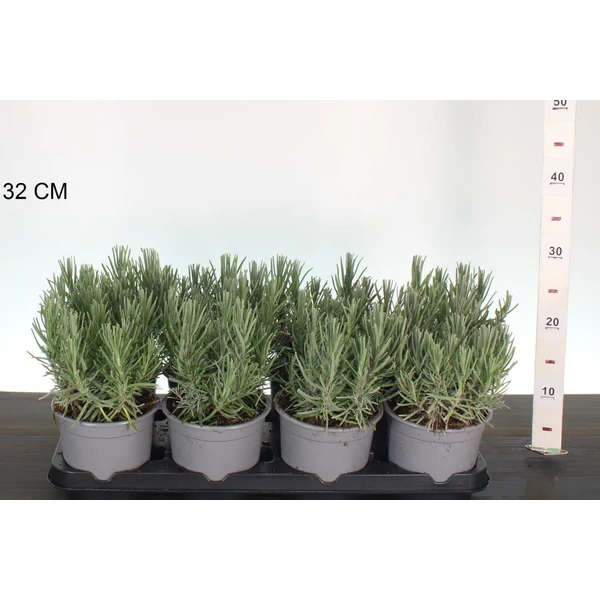 Levendula   LAVANDULA ANGUSTIFOLIA HIDCOTE K1,5