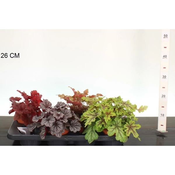 Tűzeső   HEUCHERA FAJTÁK CS13