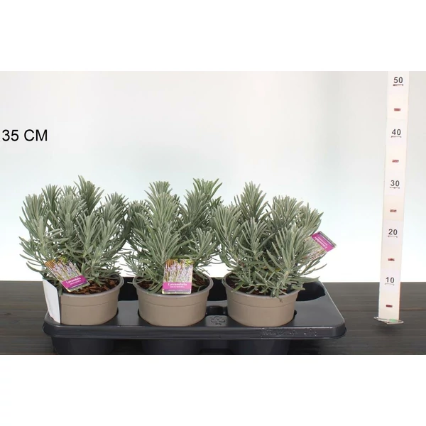 Levendula   LAVANDULA ANGUSTIFOLIA SENSATIONAL 25/+ CS15