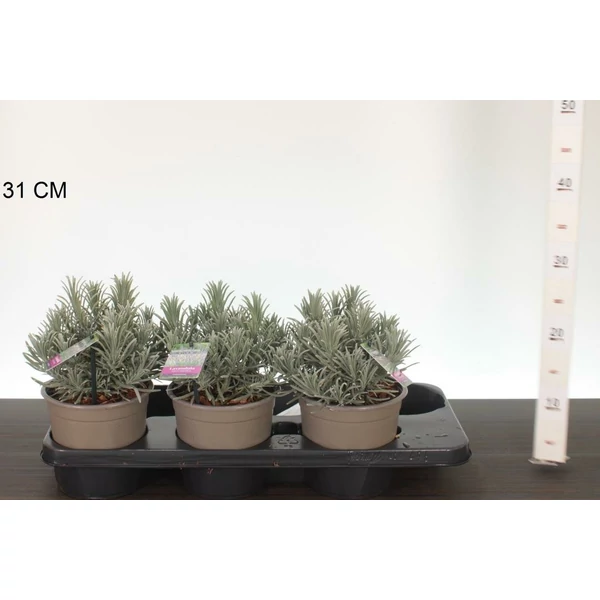 Levendula   LAVANDULA ANGUSTIFOLIA PHENOMENAL 25/+ CS15