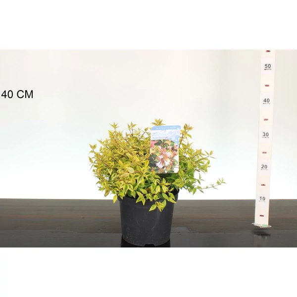 Nagyvirágú tárnicslonc     ABELIA GRANDIFLORA KALEIDOSCHOPE 20/25 K3