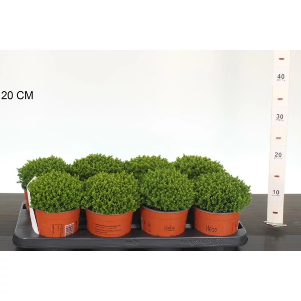 Veronika cserje     HEBE EMERALD GREEN 12/15 CS13