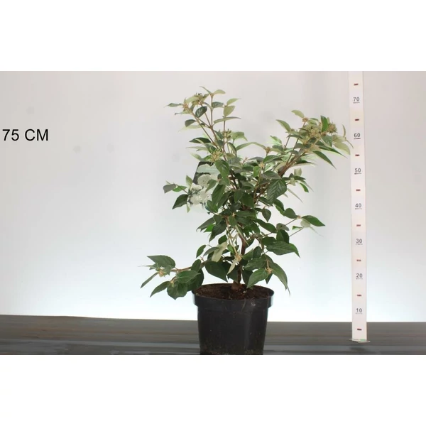 Törpe bangita    VIBURNUM ESKIMO 40/50 K5