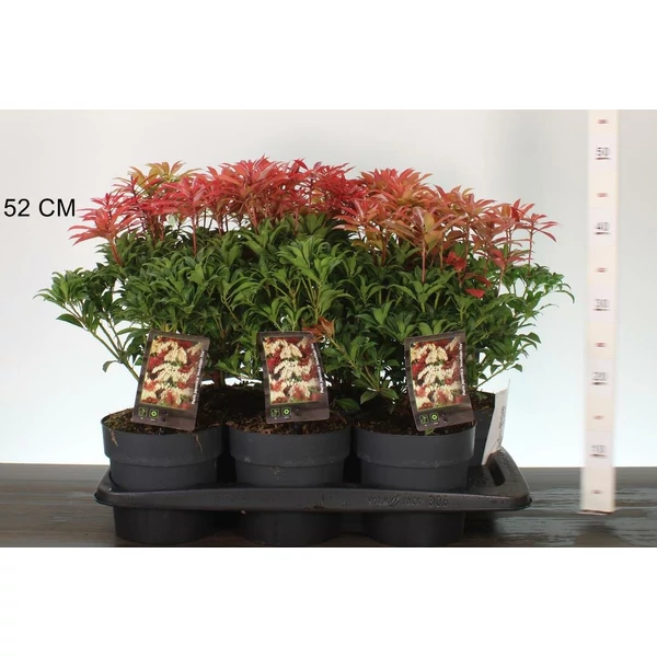 Japán babérhanga    PIERIS JAPONICA MOUNTAIN FIRE 25/30 K2