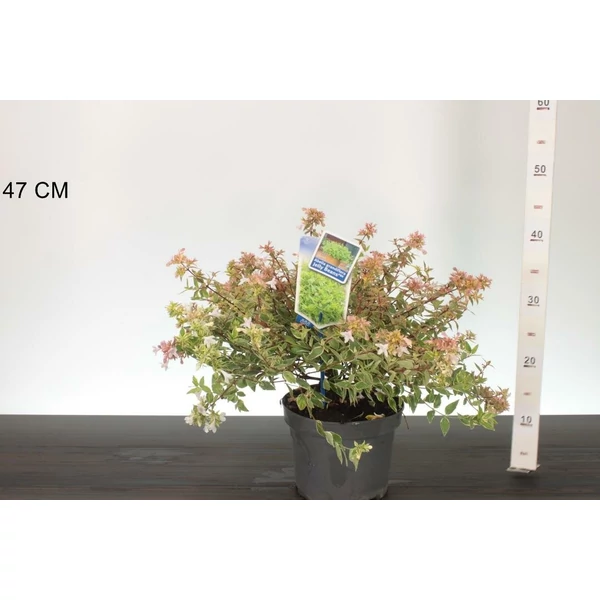 Nagyvirágú tárnicslonc      ABELIA GRANDIFLORA JELLY BEANS 30/35 CS19