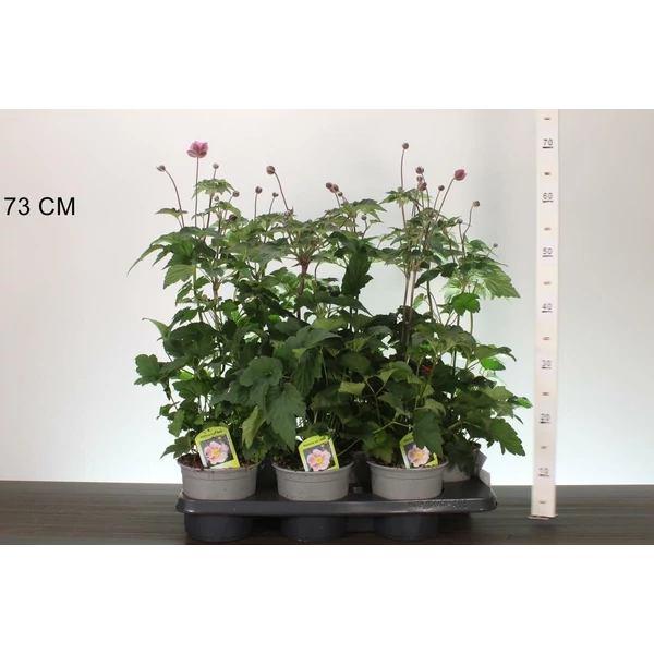 Szellőrózsa   ANEMONE HUPEHENSIS CS15