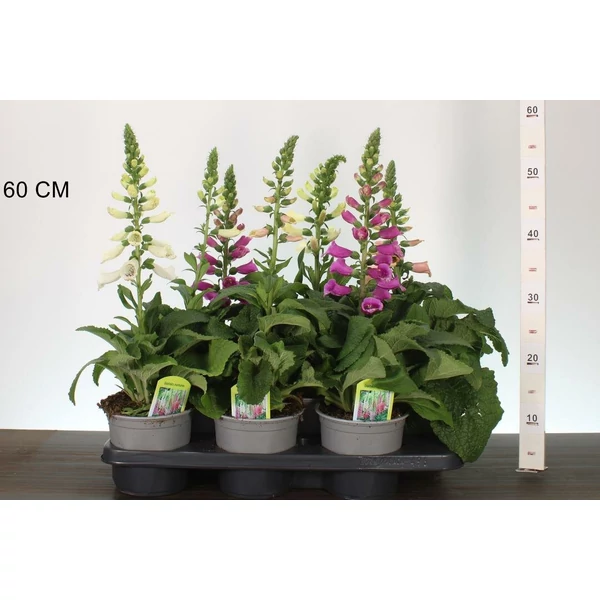 Gyűszűvirág  DIGITALIS PURPUREA FAJTÁK CS15