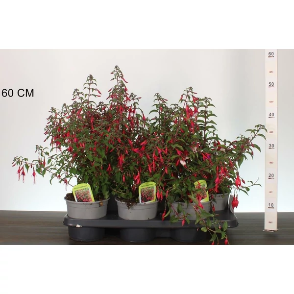 Fukszia  FUCHSIA MAGELLANCIA CS15