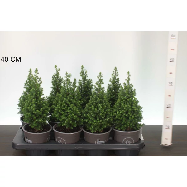 Mocsári álciprus    CHAMAECYPARIS THYOIDES SPITSBERGEN 25/30 CS13