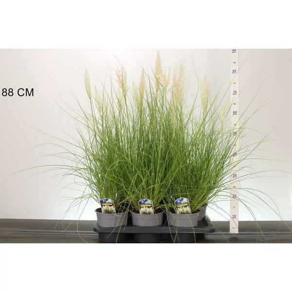 Pampafű  CORTADERIA SELLOANA TINY PAMPA K2