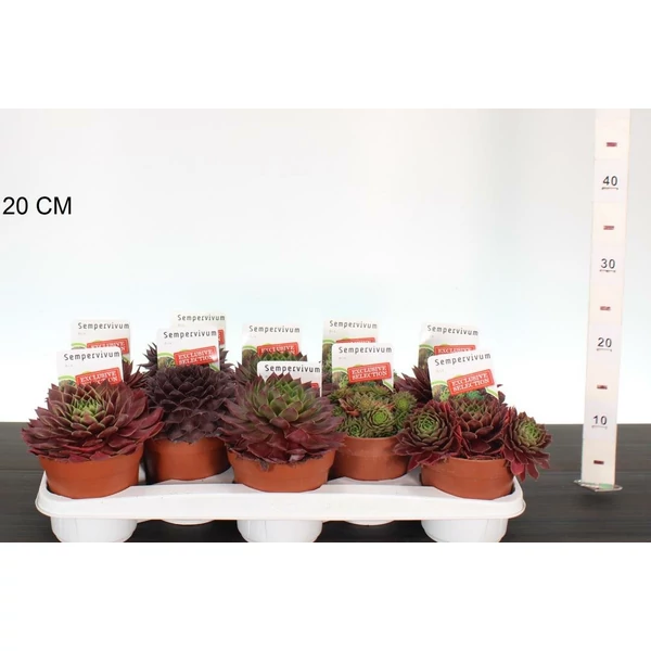 Kövirózsa    SEMPERVIVUM SUPER BIG JUMBO CS13