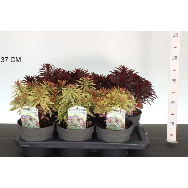 Kutyatej   EUPHORBIA AMYGDALOIDES FAJTÁK CS17