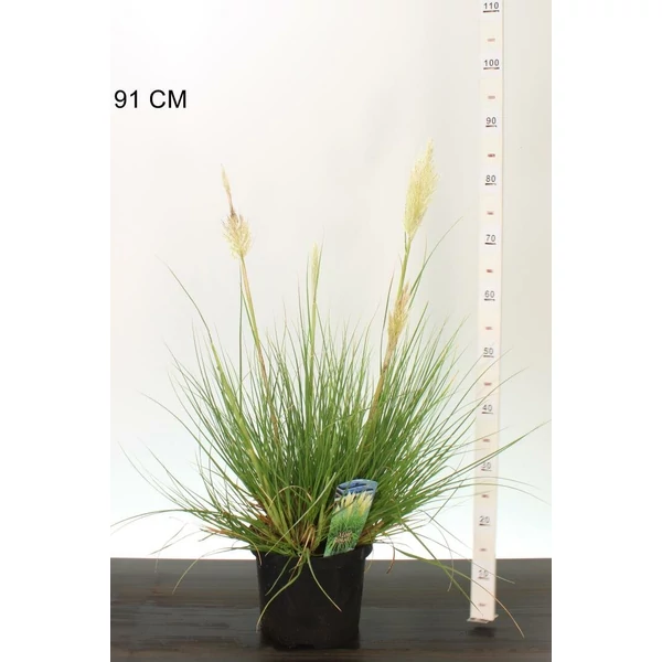 Pampafű  CORTADERIA SELLOANA MINI PAMPAS 20/30 CS23