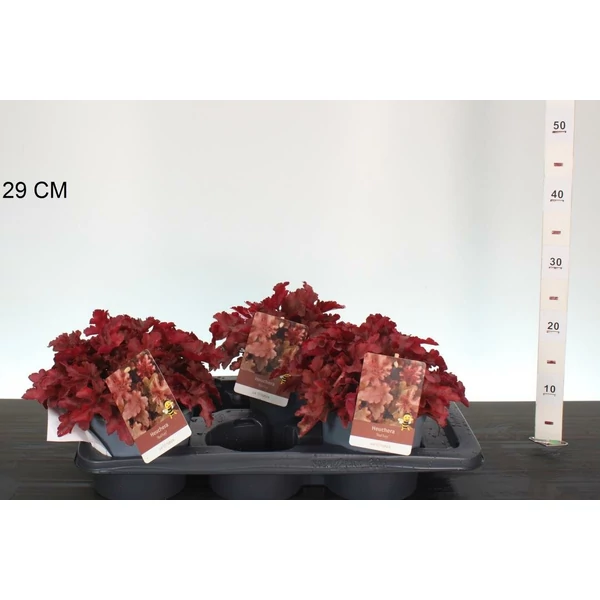 Tűzeső  HEUCHERA RED FURY K2