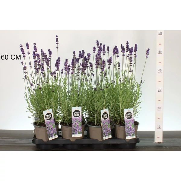 Levendula   LAVANDULA ANGUSTIFOLIA HIDCOTE K1,5