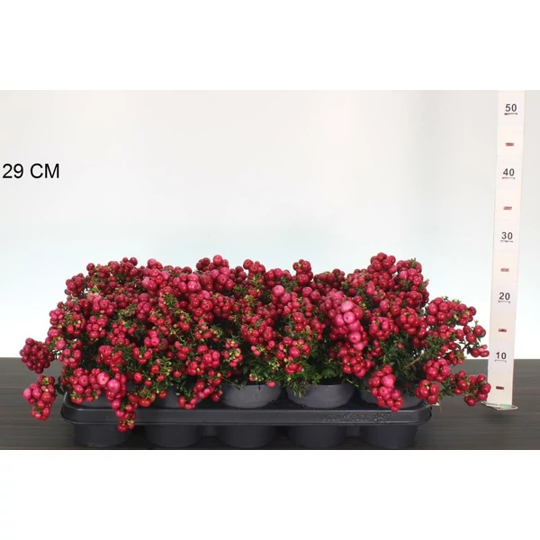 Fajdbogyó     GAULTHERIA MUCRONATA 20/30 CS12