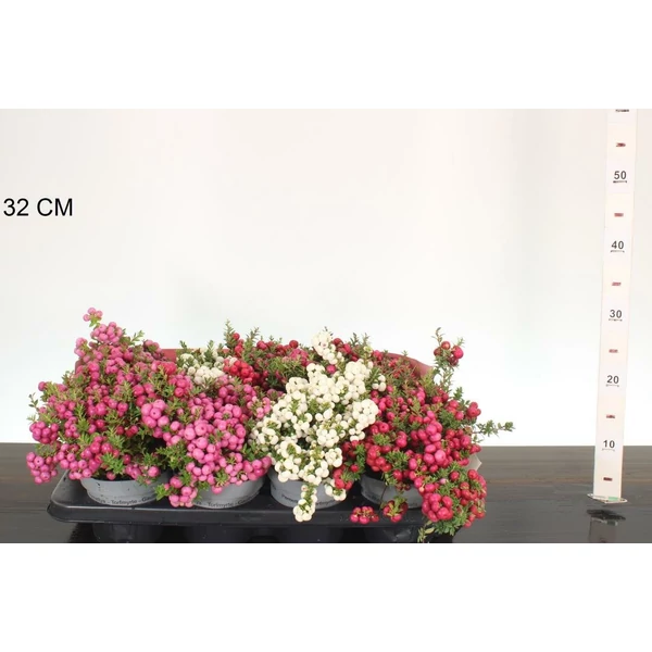 Fajdbogyó     GAULTHERIA MUCRONATA 25/30 CS14