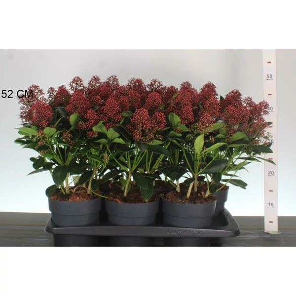 Japán dérbabér  SKIMMIA JAPONICA RUBELLA 40/45 CS17