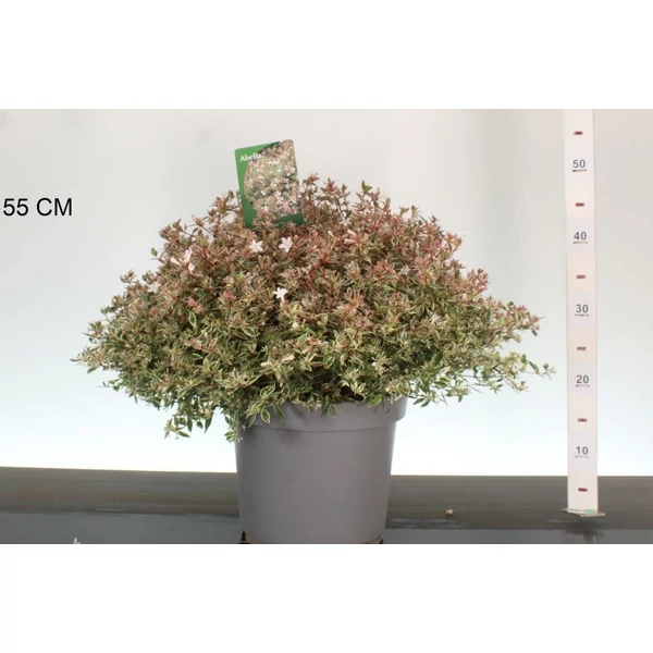 Nagyvirágú tárnicslonc    ABELIA GRANDIFLORA CONFETTI 40/+ K7,5