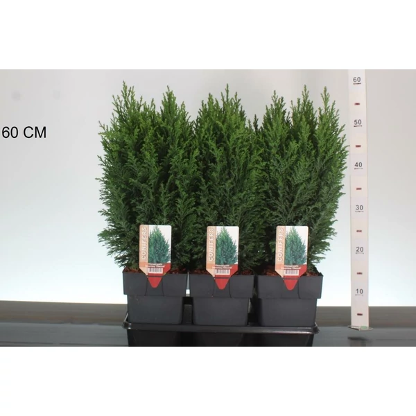 Oregoni álciprus   CHAMAECYPARIS LAWSONIANA ELLWOODII 30/35 K2,5