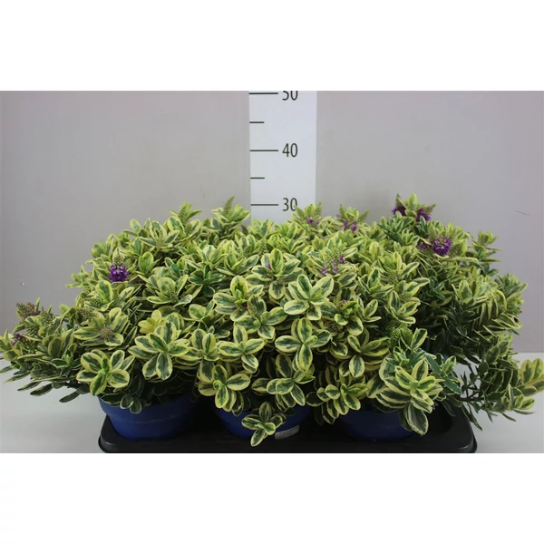 Veronika cserje    HEBE ANDERSONII VARIEGATA CS18