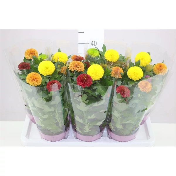 Krizantém CHRYSANTHEMUM ABEY CARNIVAL CS14