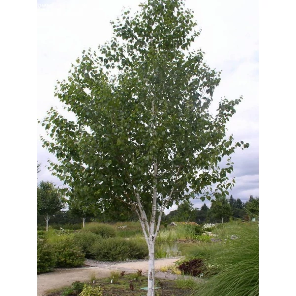 Himalájai nyír BETULA UTILIS JACQUEMONTII 10/12 K25