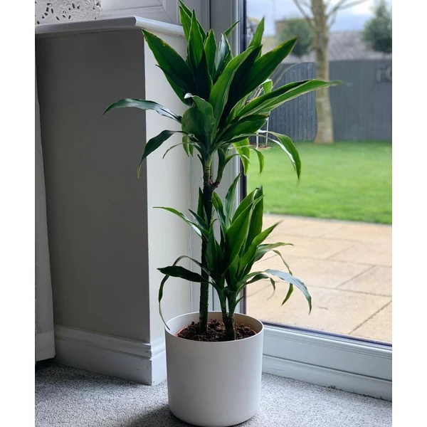 Sárkányfa DRACAENA FRAGRANS JANET 75-30-10 CS24