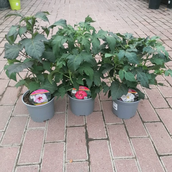 Mocsári hibiszkusz HIBISCUS MOSCHEUTOS CS19