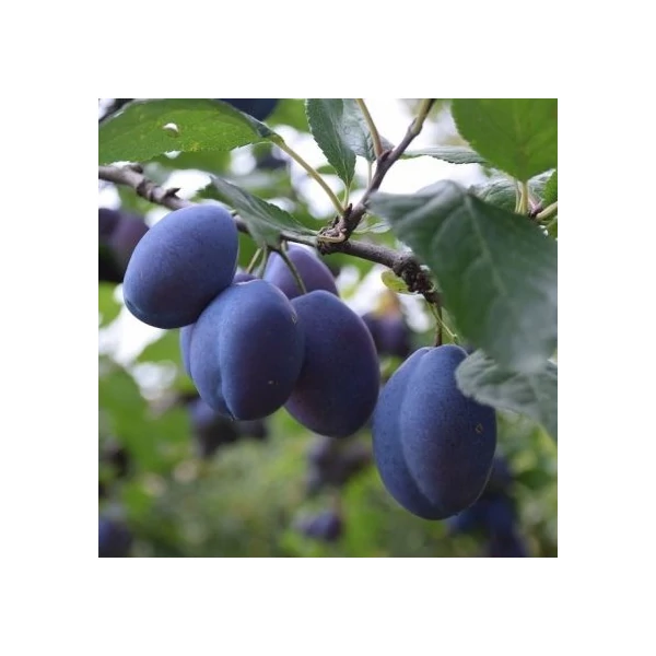 Top king szilva PRUNUS DOMESTICA TOPKING SZGY