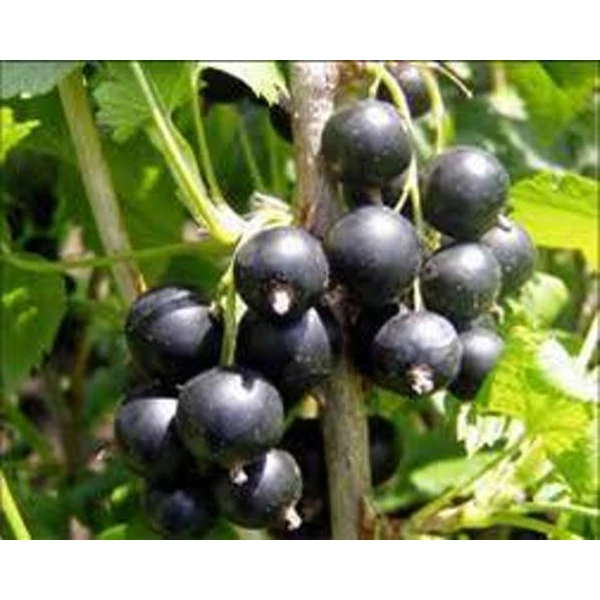 Fertődi Aranka fekete ribiszke RIBES NIGRUM FERTŐDI (ARANKA) BOKOR SZGY