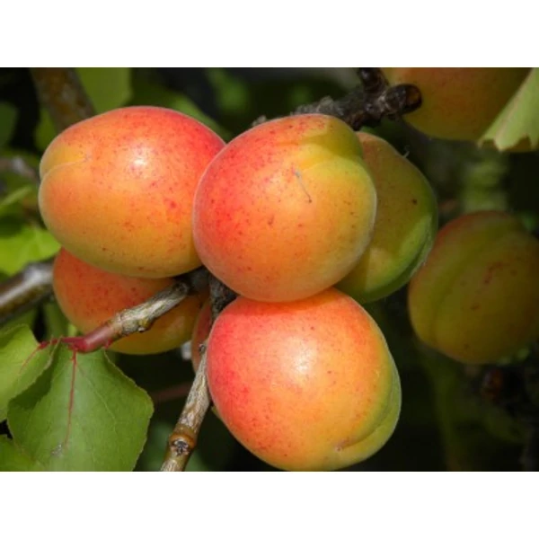 Gönci magyar kajszi PRUNUS ARMENIACA GÖNCI MAGYAR K10