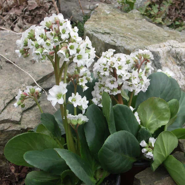 Bőrlevél BERGENIA CORDIFOLIA CS15