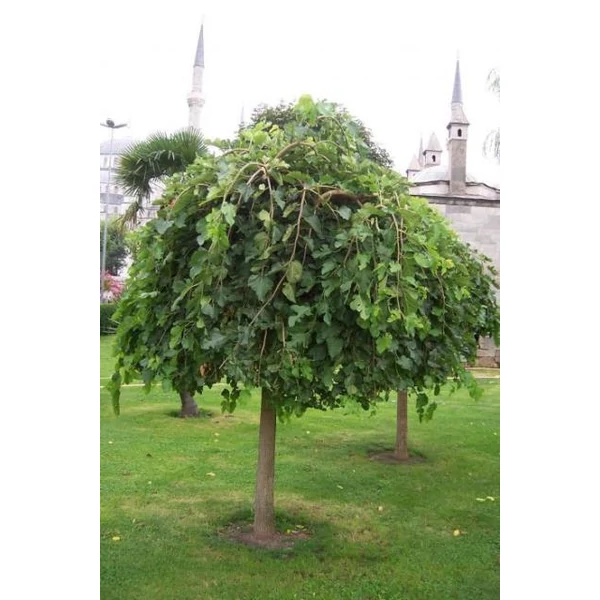 Szomorú eperfa  MORUS ALBA PENDULA T150 K12