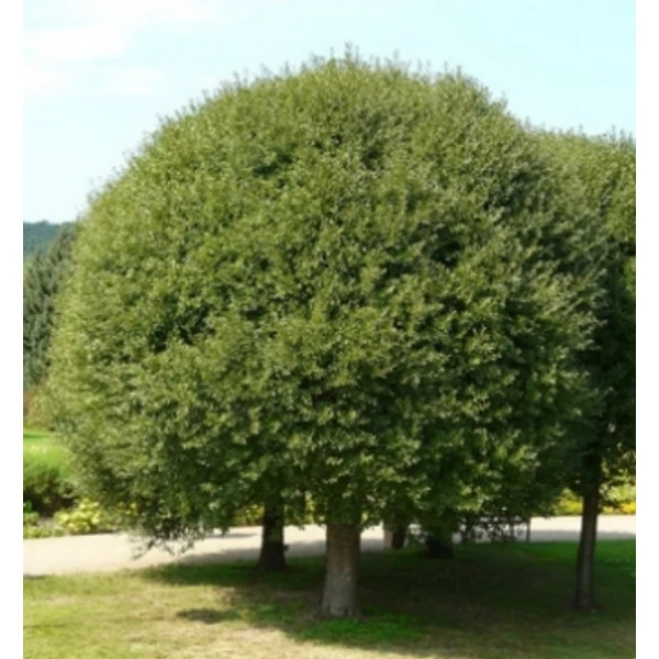Gömb csepleszmeggy   PRUNUS FRUTICOSA GLOBOSA T220 8/10 K20
