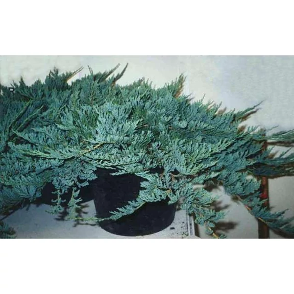 Kék kúszó boróka  JUNIPERUS HORIZONTALIS BLUE CHIP 40/+ K10