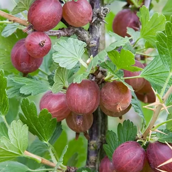 Köszméte RIBES UVA-CRISPA PIROS ÍZLETES MT KONTÉNERES