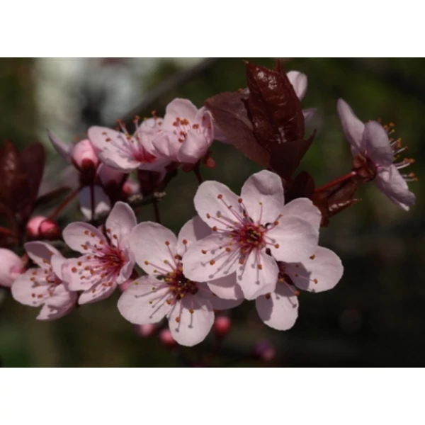 Vérszilva PRUNUS CERASIFERA WOODII 180/+ K12
