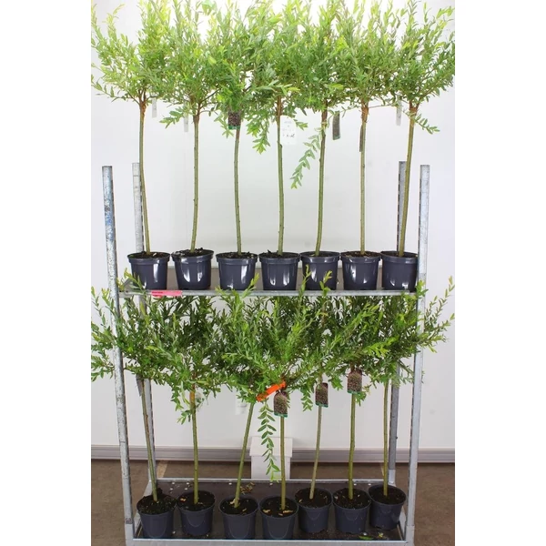 Tarkalevelű japán fűz SALIX INTEGRA HAKURO-NISHIKI T60 K2,5