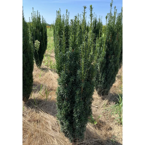 Oszlopos tiszafa TAXUS BACCATA FASTIGIATA 80/100*