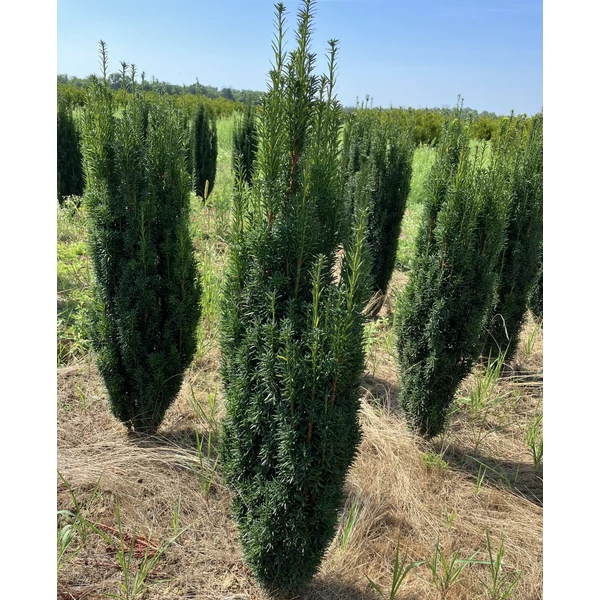 Oszlopos tiszafa TAXUS BACCATA FASTIGIATA 100/125*