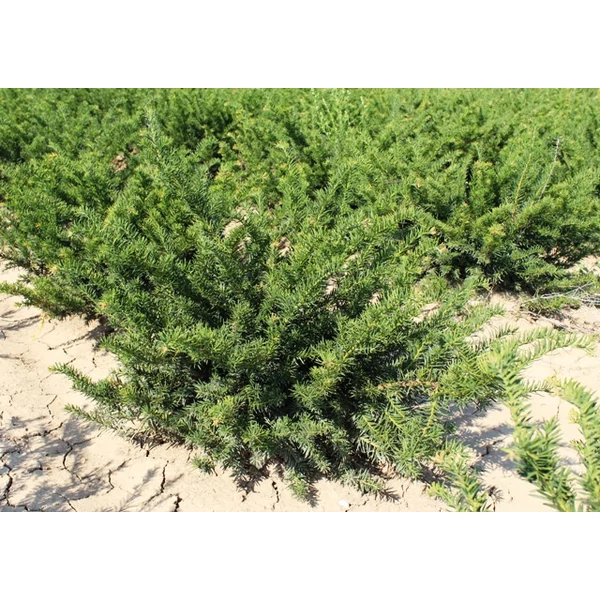 Terülő tiszafa TAXUS BACCATA REPANDENS 80/100*