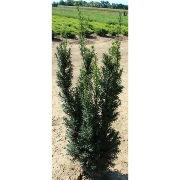 Oszlopos tiszafa TAXUS MEDIA HICKSII 80/100*