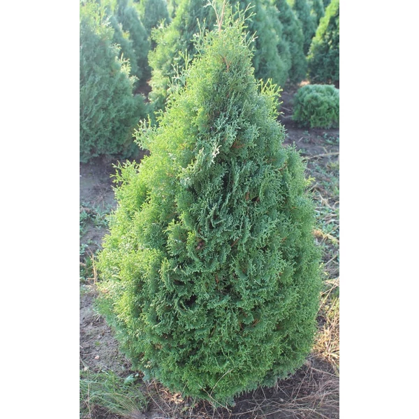 Nyugati tuja   THUJA OCCIDENTALIS JANTAR 100/125 K22