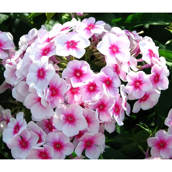 Bugás lángvirág PHLOX AMPLIFOLIA CS15 